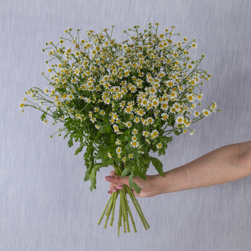 Букет Счастливая семья с ромашками танацетум Арт 50581